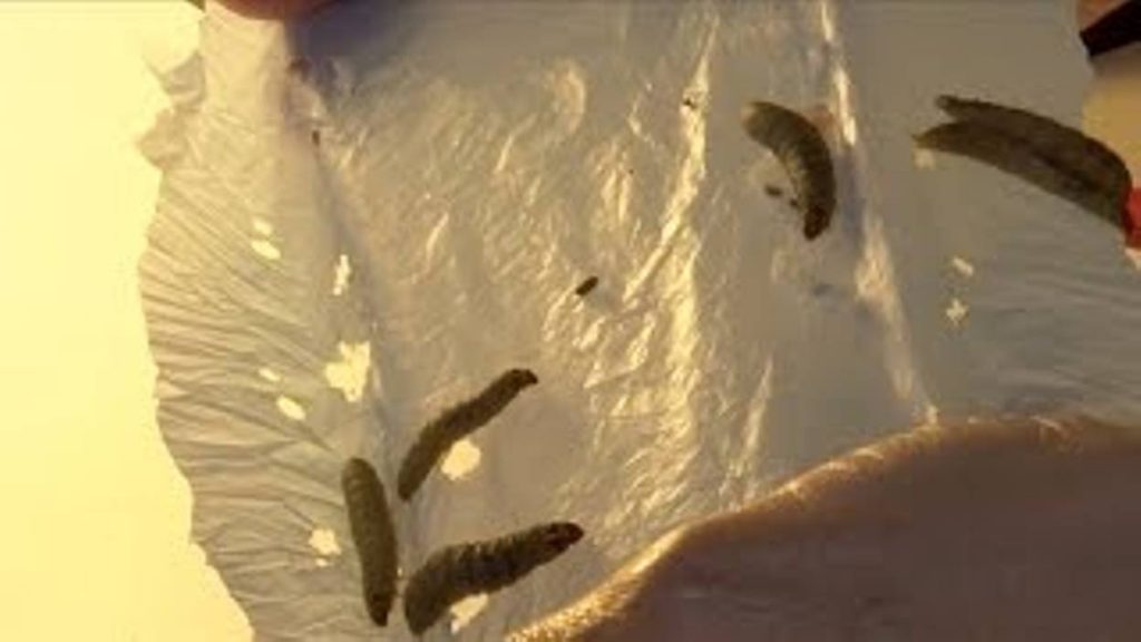 "larva on plastic bag -plastic pollution"