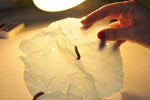 "larva on plastic bag - plastic pollution"